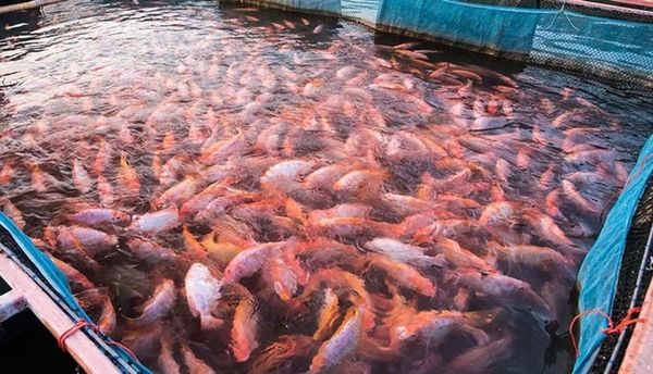cá diêu hồng sống