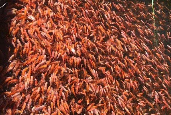 cá diêu hồng sống