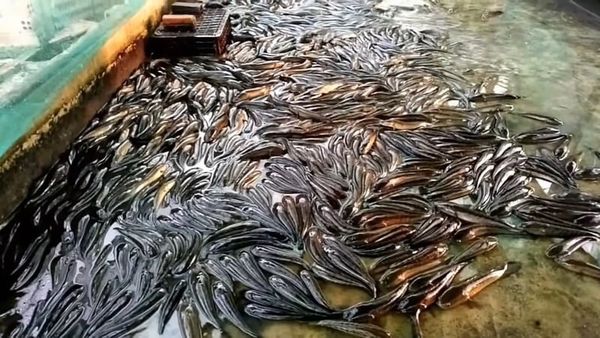 cá lóc sống ở đâu