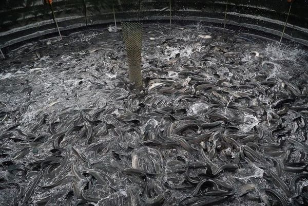 cá lóc sống ở đâu