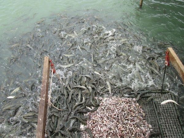 cá lóc sống ở đâu