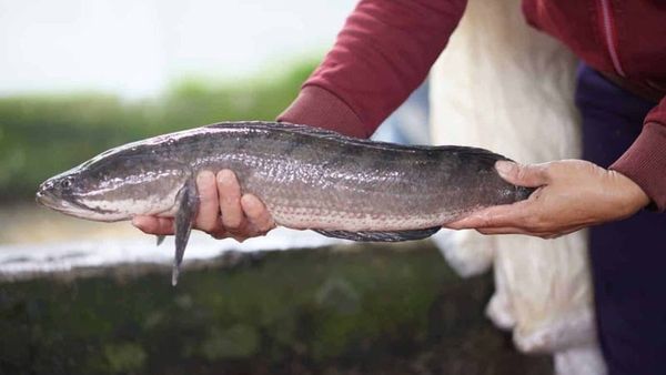 cá lóc sống ở đâu