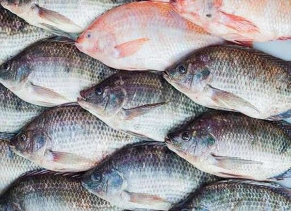 cá rô biển nước mặn