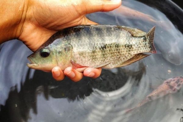 cá rô biển nước mặn