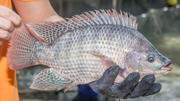 cá rô biển nước mặn