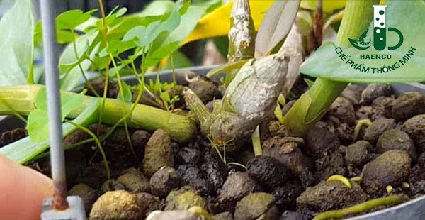 Cách bón phân cho Lan hiệu quả