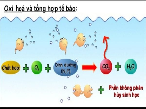 cách hạ pH trong ao nuôi tôm