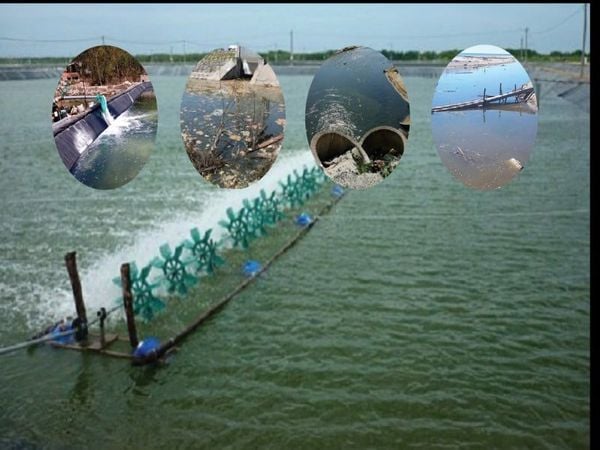 cách hạ pH trong ao nuôi tôm