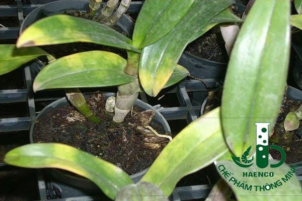 Cách khắc phục lan bị vàng lá