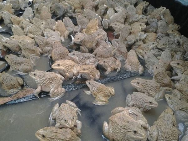 cách nuôi ếch đẻ