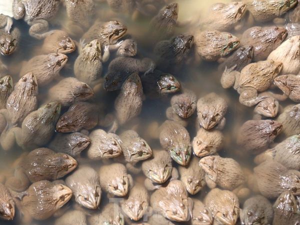 cách nuôi ếch đẻ