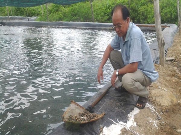 Cách nuôi ốc hương