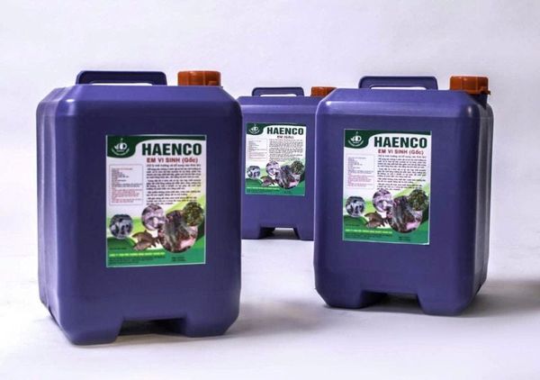 Cách nuôi ốc hương