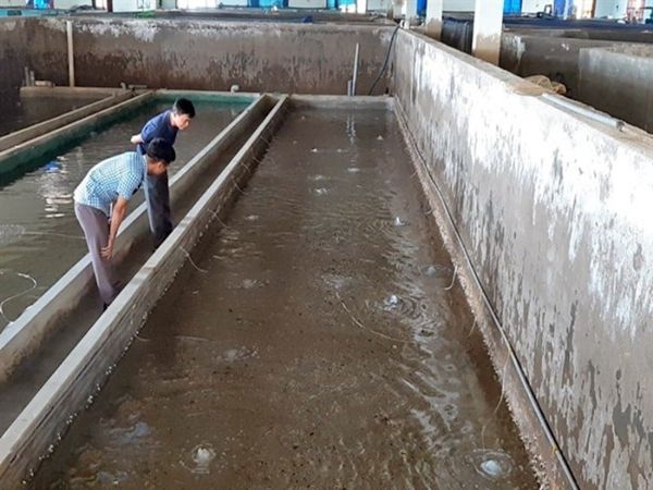 Cách nuôi ốc hương