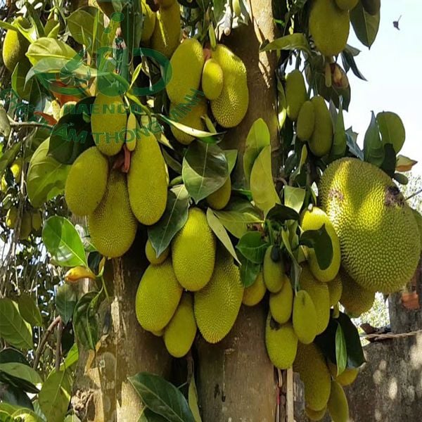 Mít thái sai quả