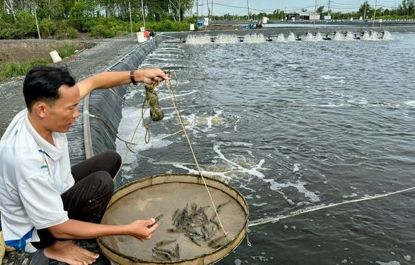 chế phẩm EM trong nuôi tôm