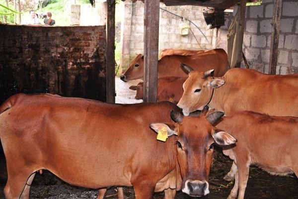 Đặc tính sinh vật học của bò
