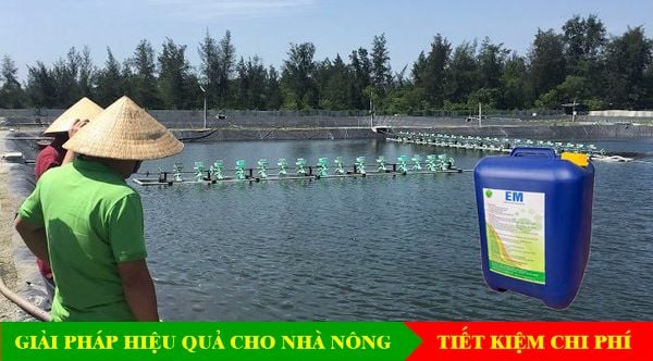 Tac-dung-cú-che-pham-voi-ca