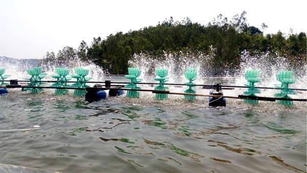 EM và EM5 trong nuôi thủy sản