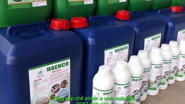 kết hợp chế phẩm EM với men tiêu hóa