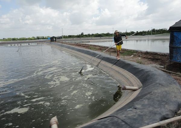 giảm khí độc NH3, H2S ao nuôi