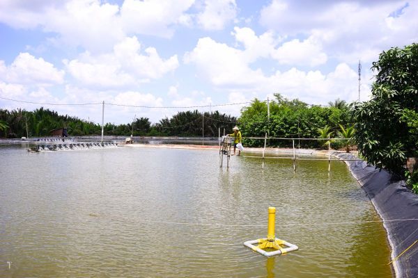 giảm khí độc NH3, H2S ao nuôi