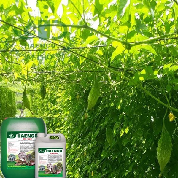 Chế phẩm sinh học cho cây Mướp Đắng (Khổ Qua)
