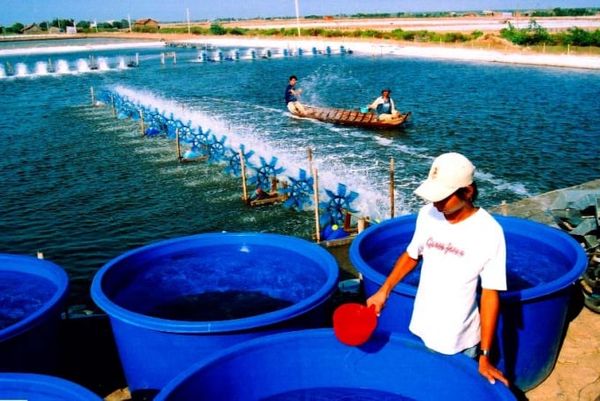 vi sinh EM trong nuôi thủy sản sạch