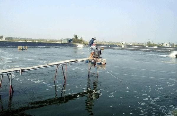 vi sinh EM trong xử lý nước nuôi thủy sản