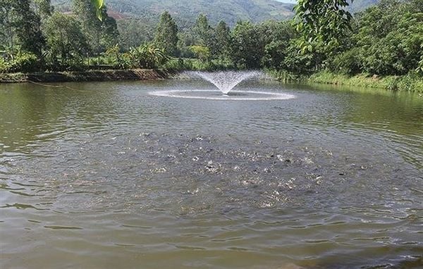 vi sinh EM trong xử lý nước nuôi thủy sản
