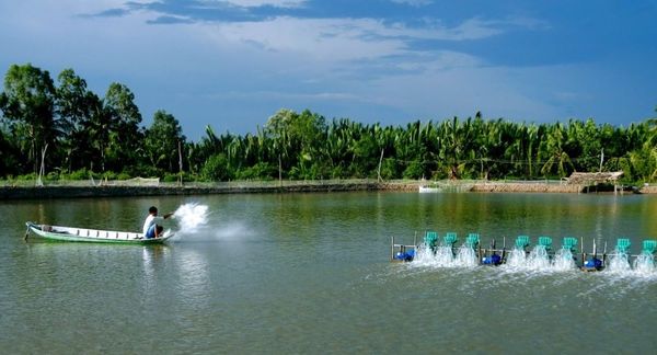 Sử dụng thuốc kháng sinh cho thủy sản là rất cần thiết