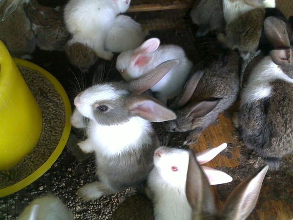 Mô hình nuôi thỏ trắng NewZealand Bước thử nghiệm mới nhiều hứa hẹn  Báo  Quảng Bình điện tử