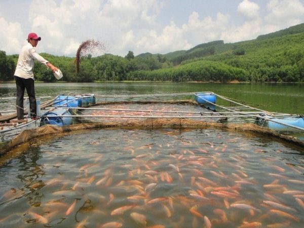 nuôi cá diêu hồng