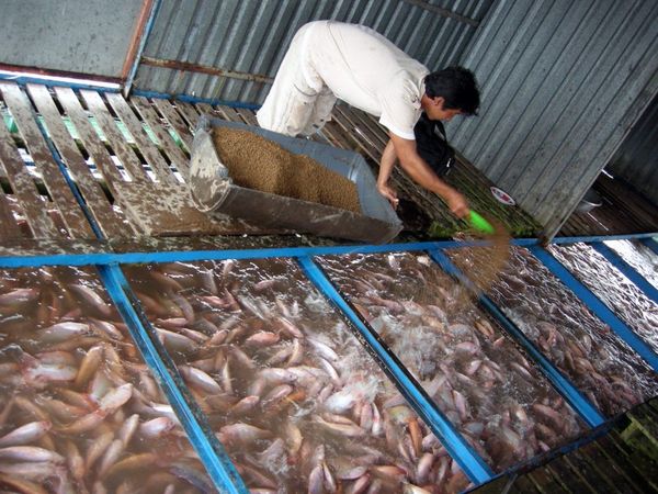 nuôi cá diêu hồng