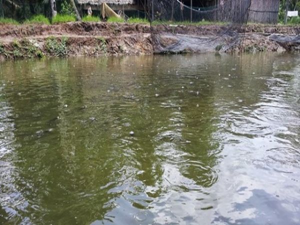 nuôi cá quả miền Bắc