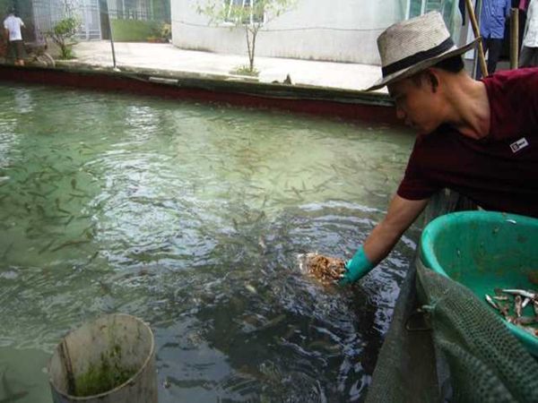 nuôi cá quả miền Bắc