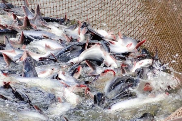 kỹ thuật nuôi cá tra giống