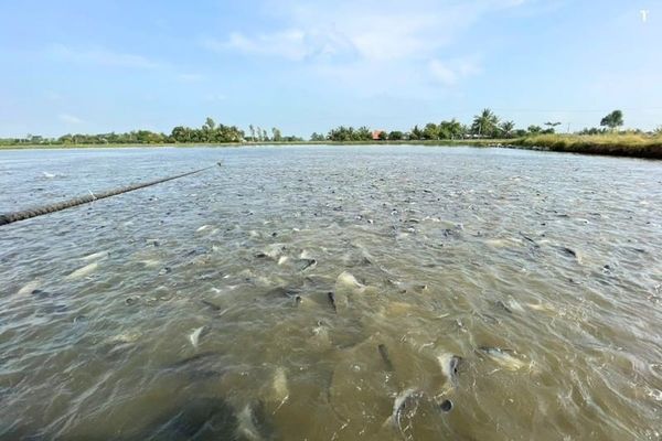 kỹ thuật nuôi cá tra giống