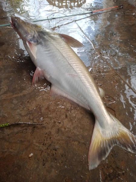 kỹ thuật nuôi cá tra giống