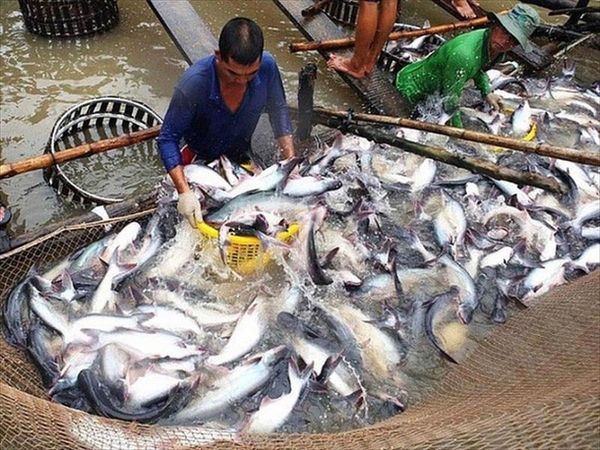 kỹ thuật nuôi cá tra giống