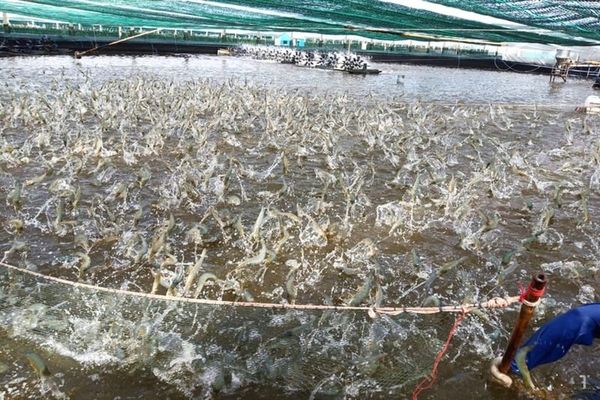 chế phẩm EM gốc đối với môi trường ao nuôi