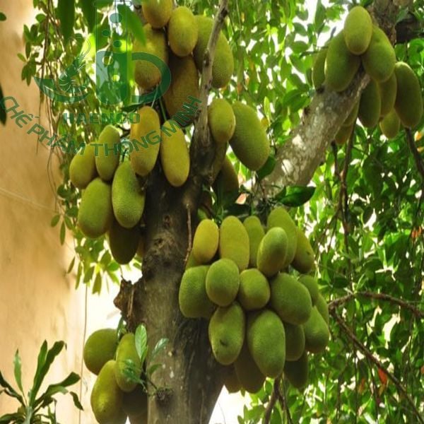 Khoảng cách trồng Mít thái