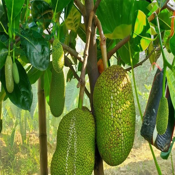 Kỹ thuật chăm sóc Mít thái ra hoa đậu nhiều quả