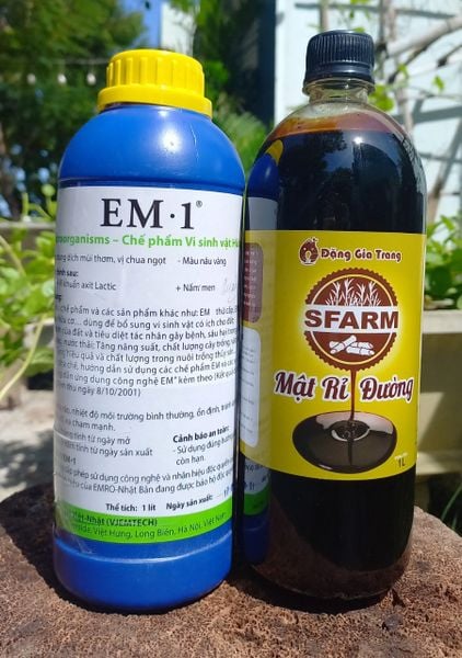 nhân giống EM thứ cấp