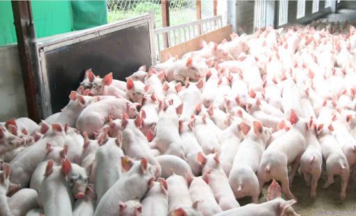 Mô hình chăn nuôi lợn khi sử dụng đệm lót sinh học