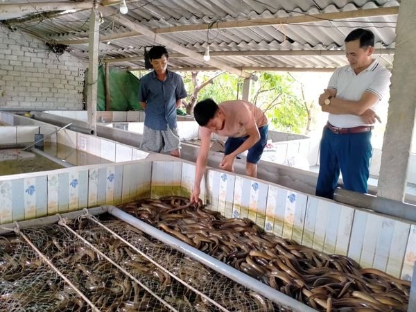 nuôi lươn bể xi măng