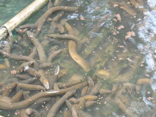 Nuôi lươn trong bể xi măng