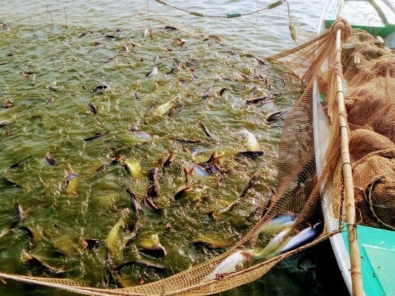 nuôi trồng thủy sản