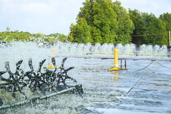 EM gốc hỗ trợ phân hủy chất thải hữu cơ