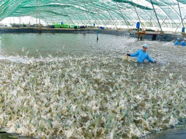 quy trình nuôi tôm thẻ chân trắng